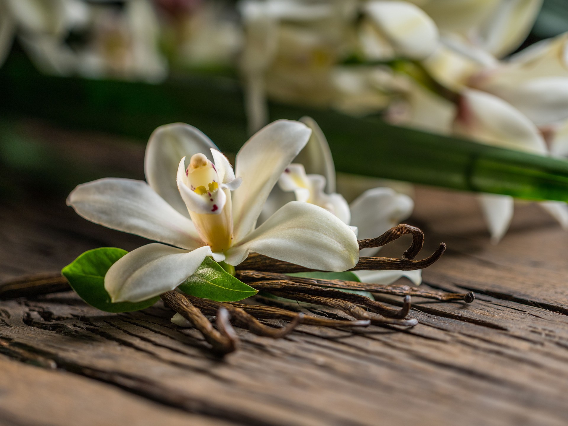 Dried vanilla sticks and vanilla orchid flower on a wooden table. Close-up.